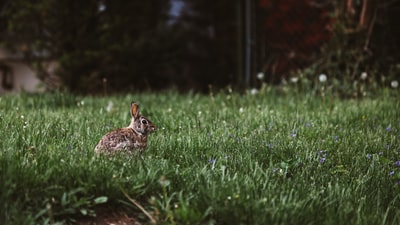 兔的选择性摄影